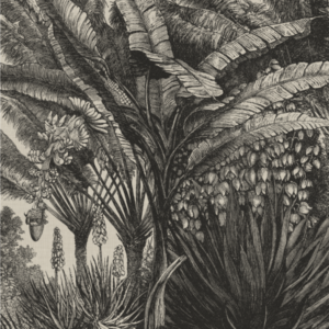 Coastal Palm Charcoal - Type 5 | Strethed Canvas | Printed Panel | Grafico Melbourne