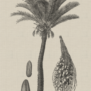 Coastal Palm Charcoal - Type 2 | Print | Canvas or Printed Panel | Grafico Melbourne