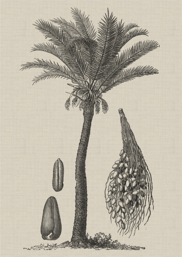 Coastal Palm Charcoal - Type 2 | Print | Canvas or Printed Panel | Grafico Melbourne