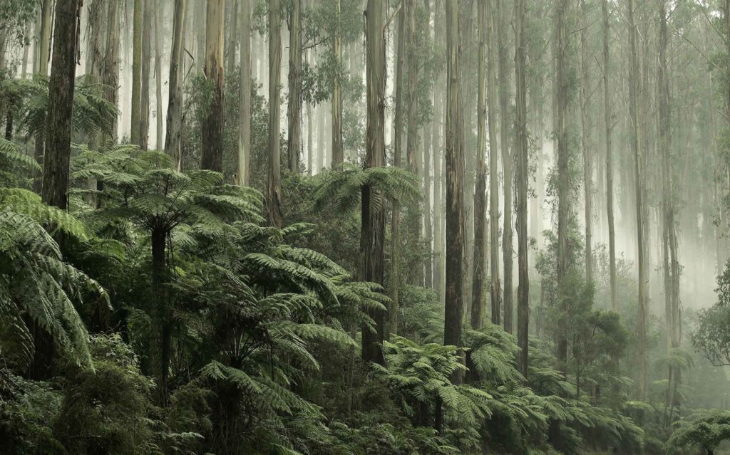 Wren Pinion Aus_RainForest_LowREs-1024x639