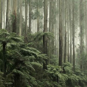 Australian Rainforest Wallpaper | Grafico Melbourne