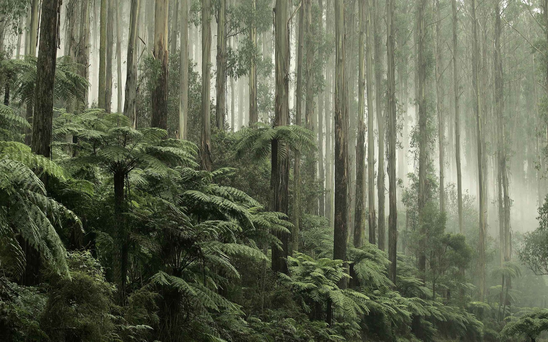 Australian Rainforest Wallpaper | Grafico Melbourne