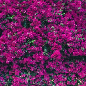 Bougainvillea | Custom Print Resin Tiles | Grafico Melbourne