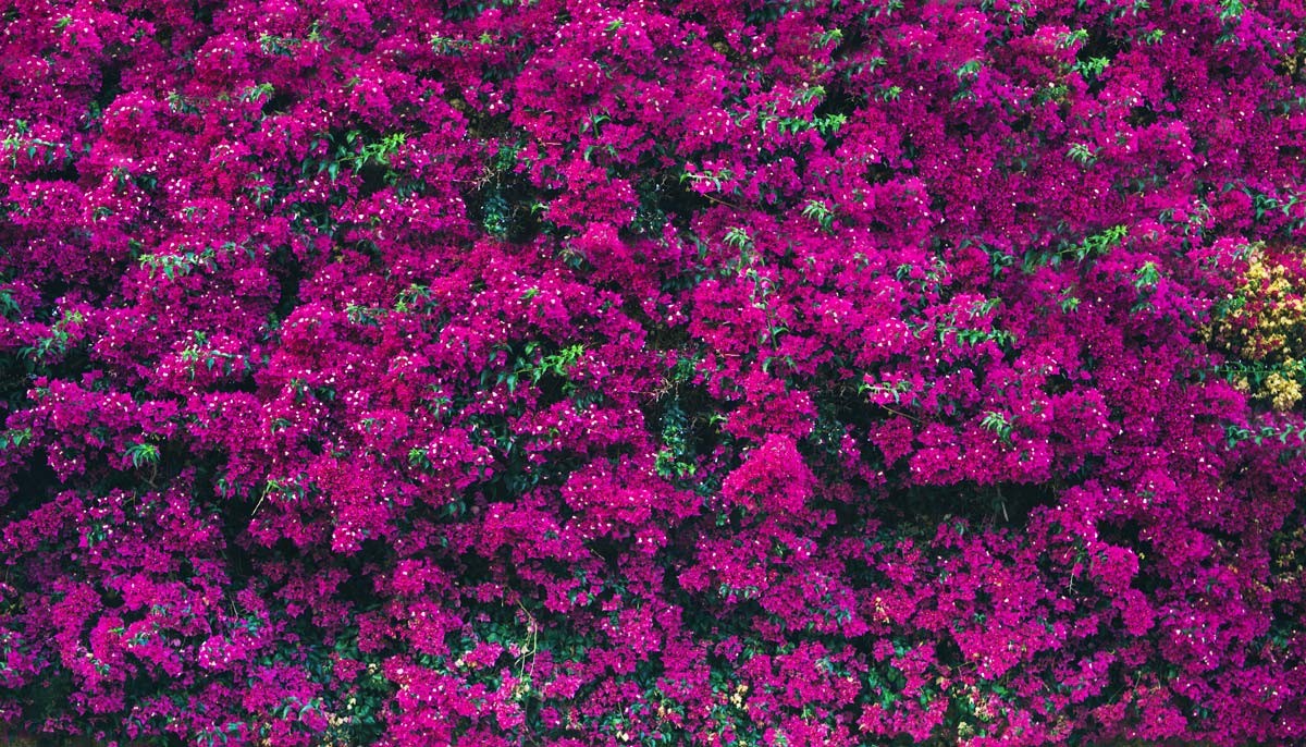 Bougainvillea | Custom Print Resin Tiles | Grafico Melbourne