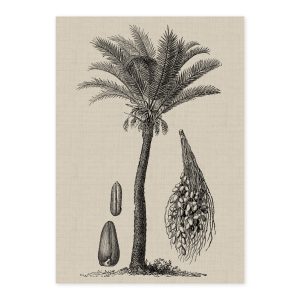 COASTAL PALM CHARCOAL- TYPE 2-01