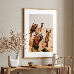 Camels