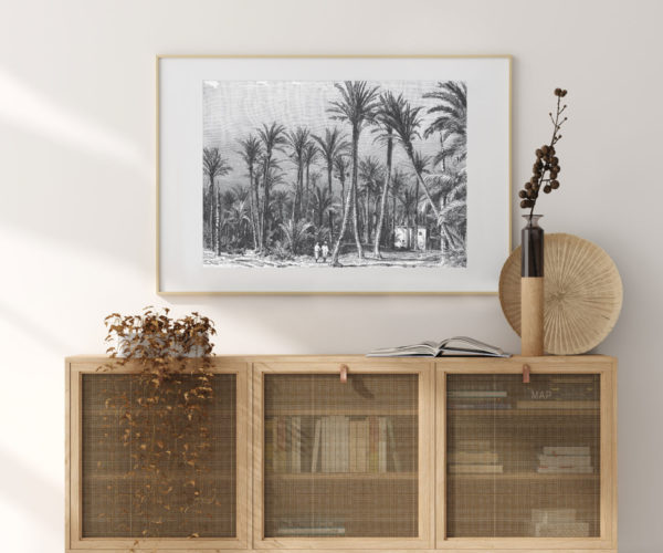 Coastal Palm – Sage Green | Print | Stretched Canvas or Printed Panel | Grafico Melbourne
