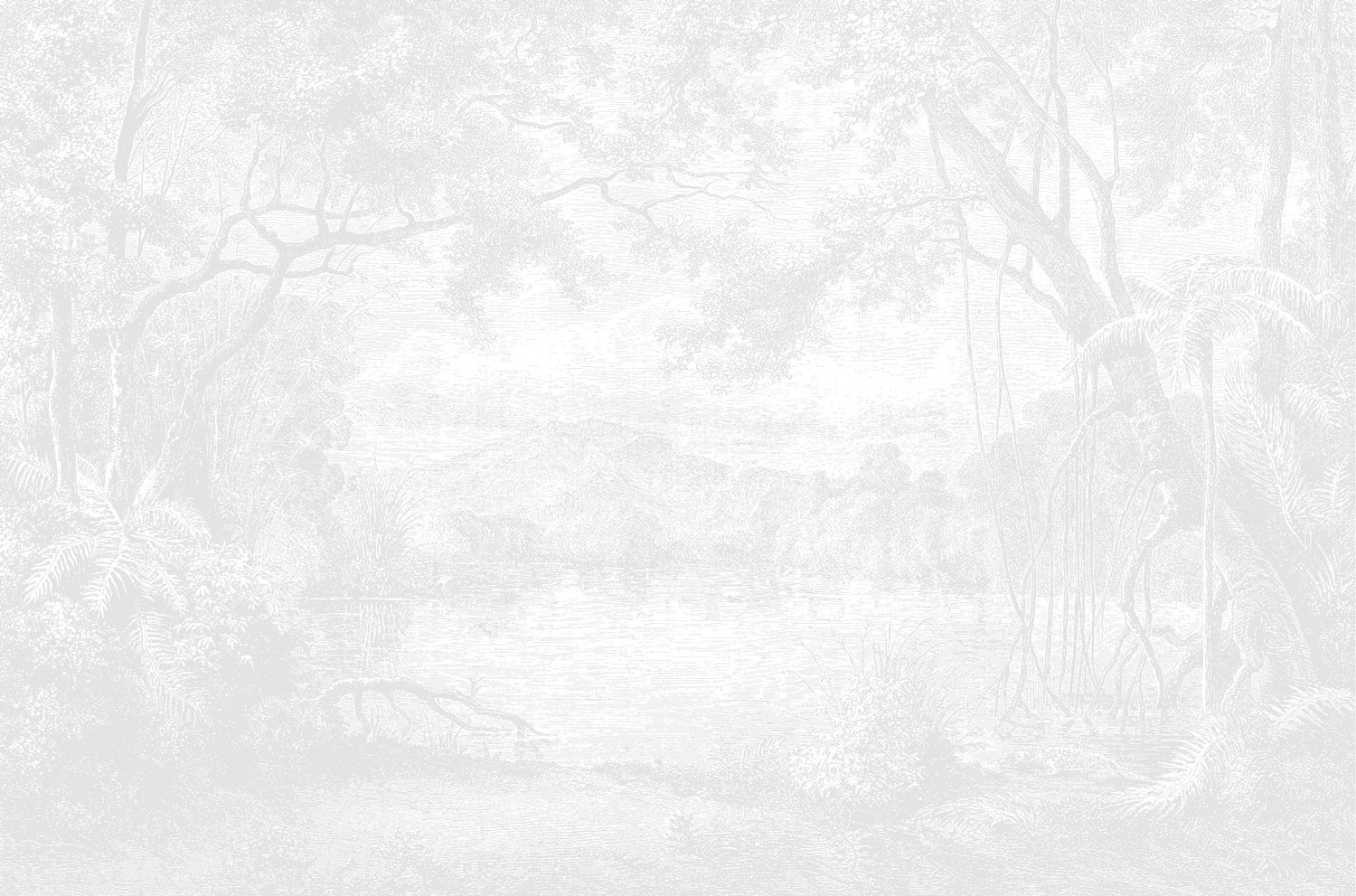 Enchanted Lagoon - Light Grey Wallpaper | Grafico Melbourne