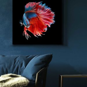 Siamese Swimmer Type 2 | STRETCHED CANVAS
