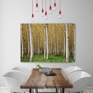 Silver Birch Forest Canvas
