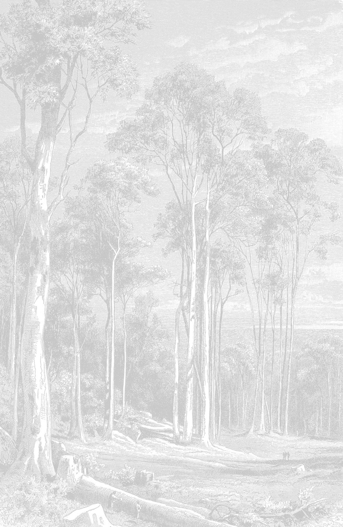 Giant Eucalypt - Light Grey Wallpaper | Grafico Melbourne