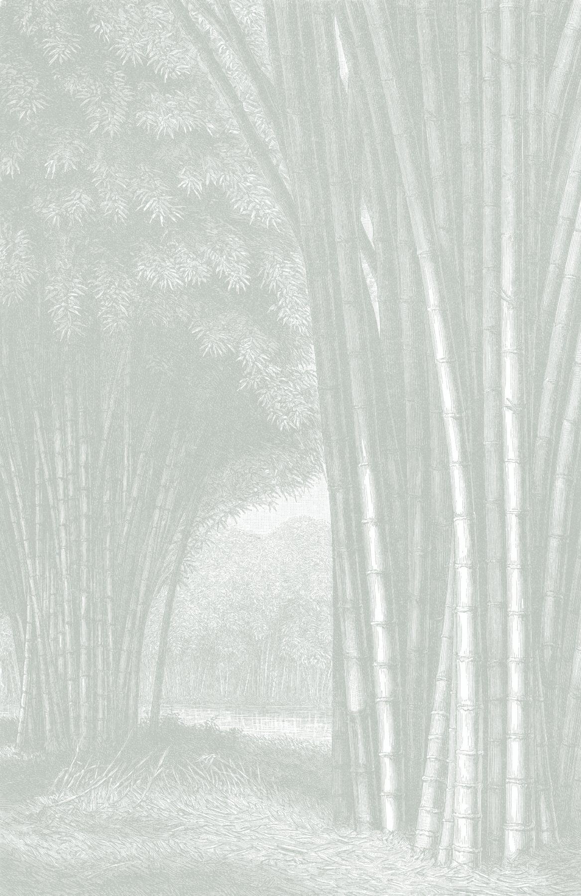 Bamboo Forest - Light Green Wallpaper | Grafico Melbourne