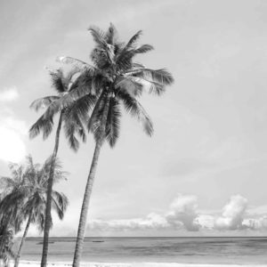 coconut tree on beach