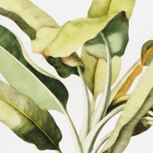 Tropical Palm - Detail | Grafico Melbourne