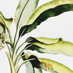 Tropical Palm - Detail | Grafico Melbourne