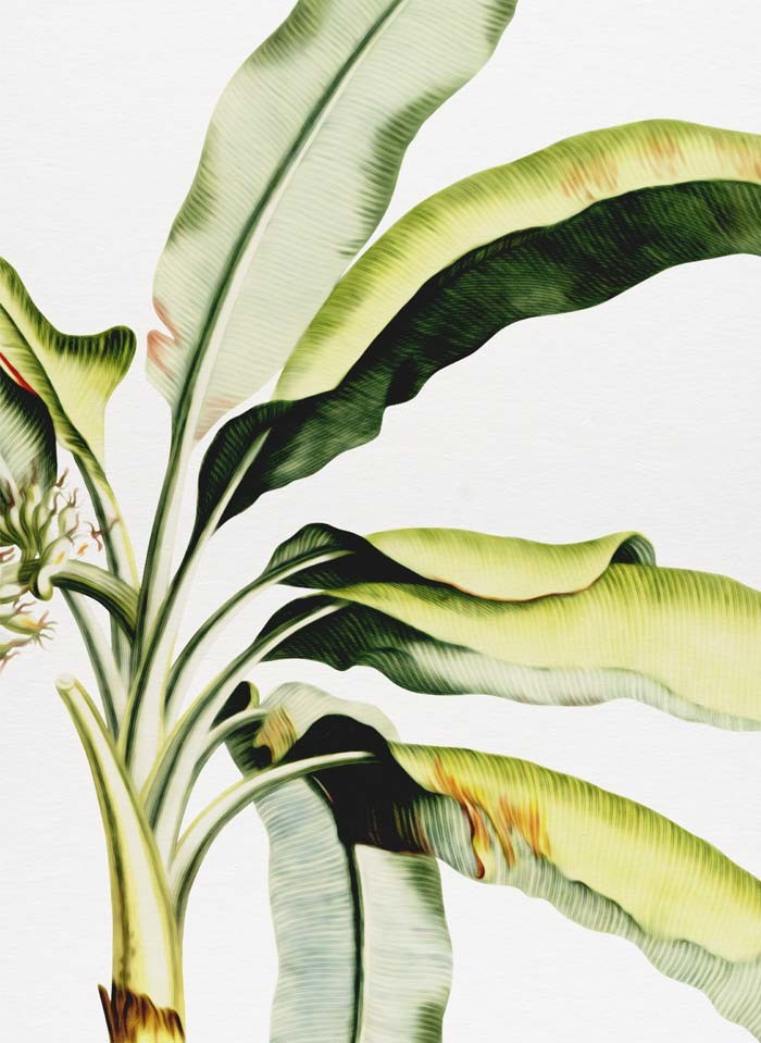 Tropical Palm - Detail | Grafico Melbourne