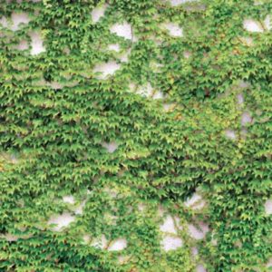 Scattered Ivy Wallpaper | Grafico Melbourne
