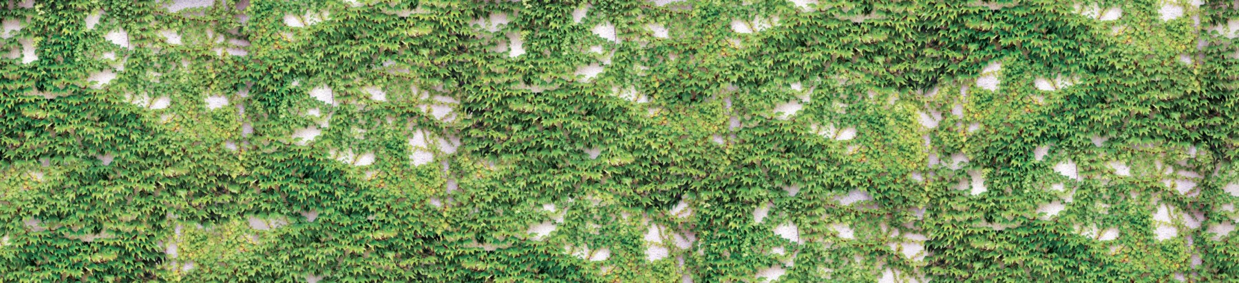 Scattered Ivy Wallpaper | Grafico Melbourne