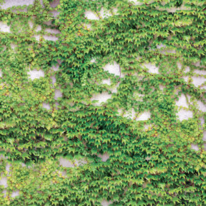 Scattered Ivy Wallpaper | Grafico Melbourne