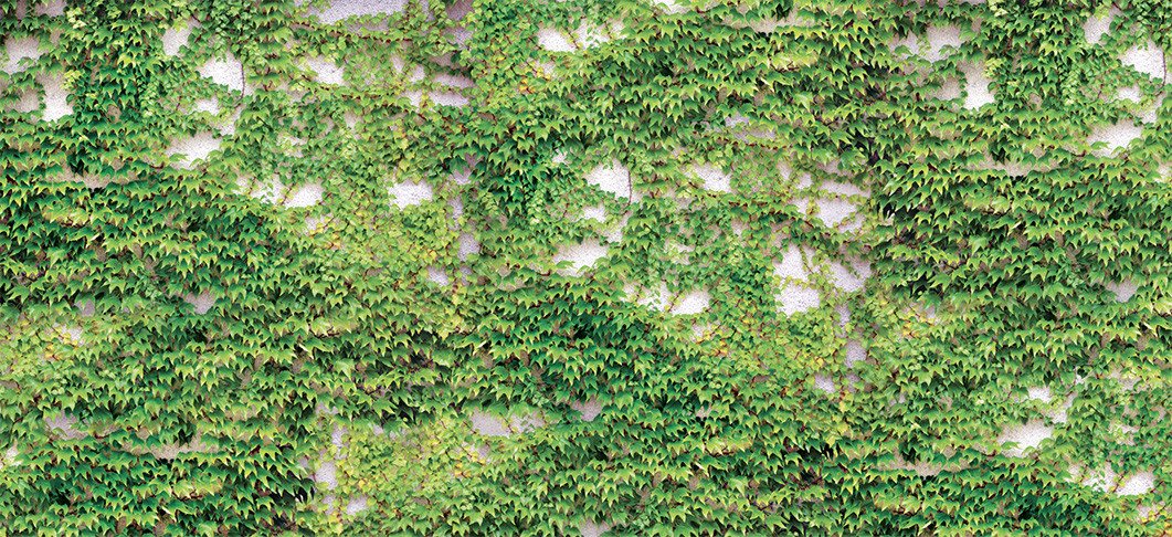 Scattered Ivy Wallpaper | Grafico Melbourne