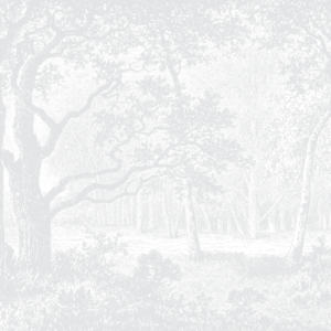 Serene Forest - Light Grey Wallpaper | Grafico Melbourne