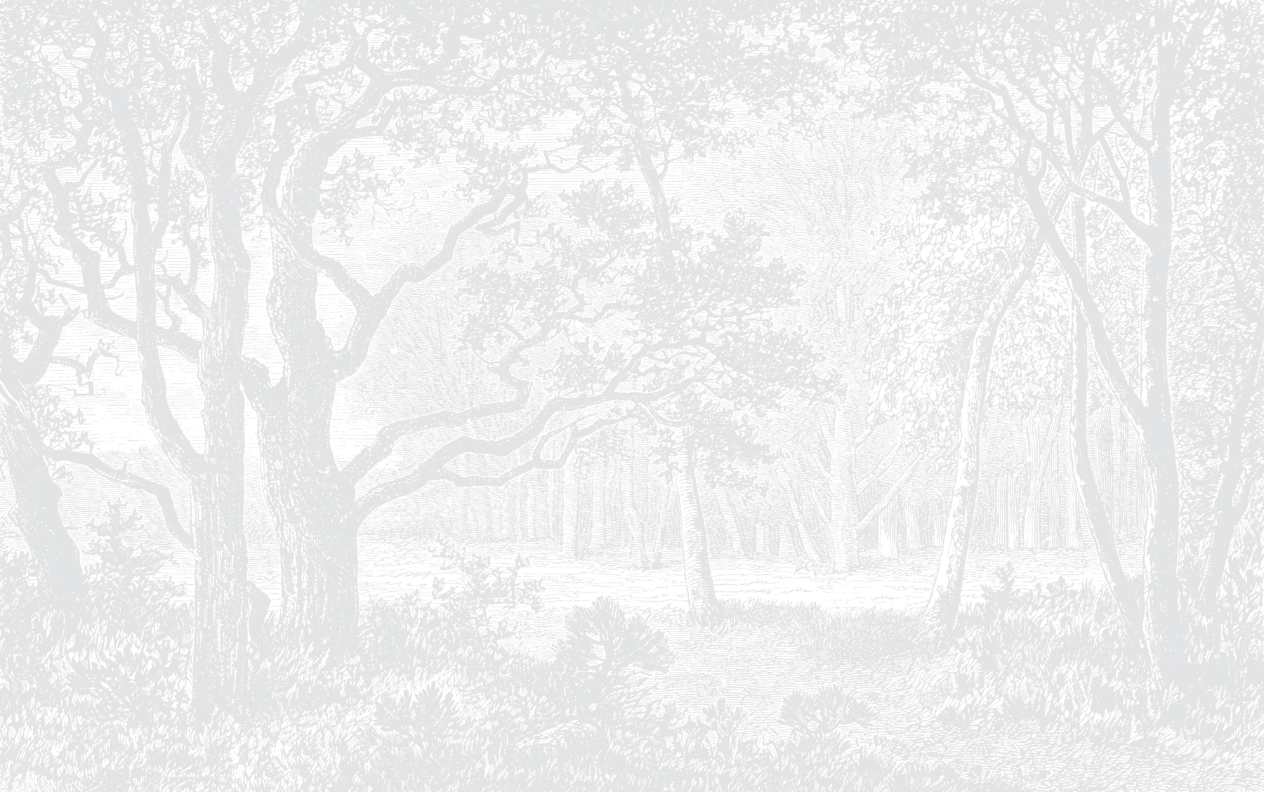 Serene Forest - Light Grey Wallpaper | Grafico Melbourne