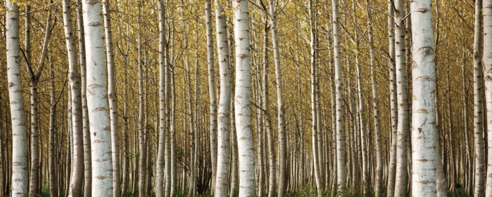 silver_birch_forest_