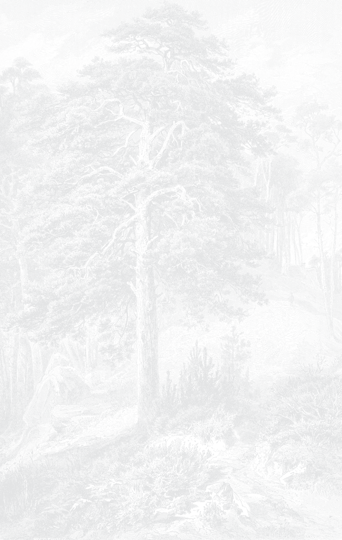 Soaring Pine - Light Grey Wallpaper | Grafico Melbourne