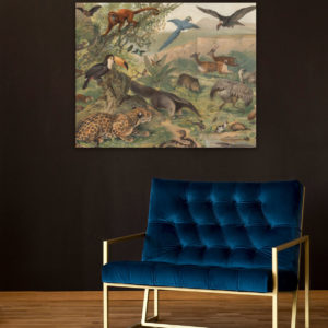 Neotropical Fauna Lithograph - Stretched Canvas Printed Panel | Grafico Melbourne