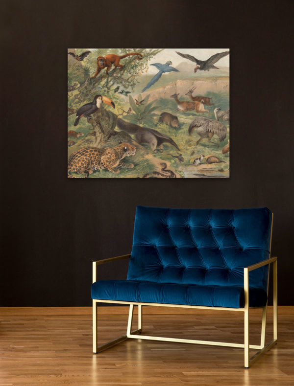 Neotropical Fauna Lithograph - Stretched Canvas Printed Panel | Grafico Melbourne