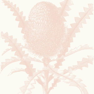Etched Banksia - Blush Wallpaper | Grafico Melbourne
