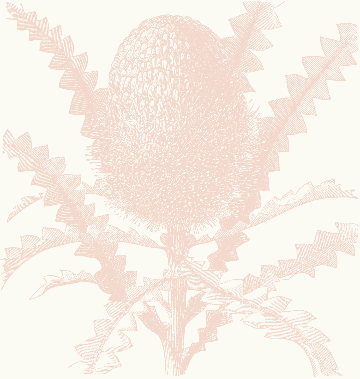 Etched Banksia - Blush Wallpaper | Grafico Melbourne