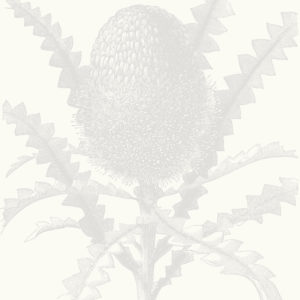 Etched Banksia - Light Grey Wallpaper | Grafico Melbourne