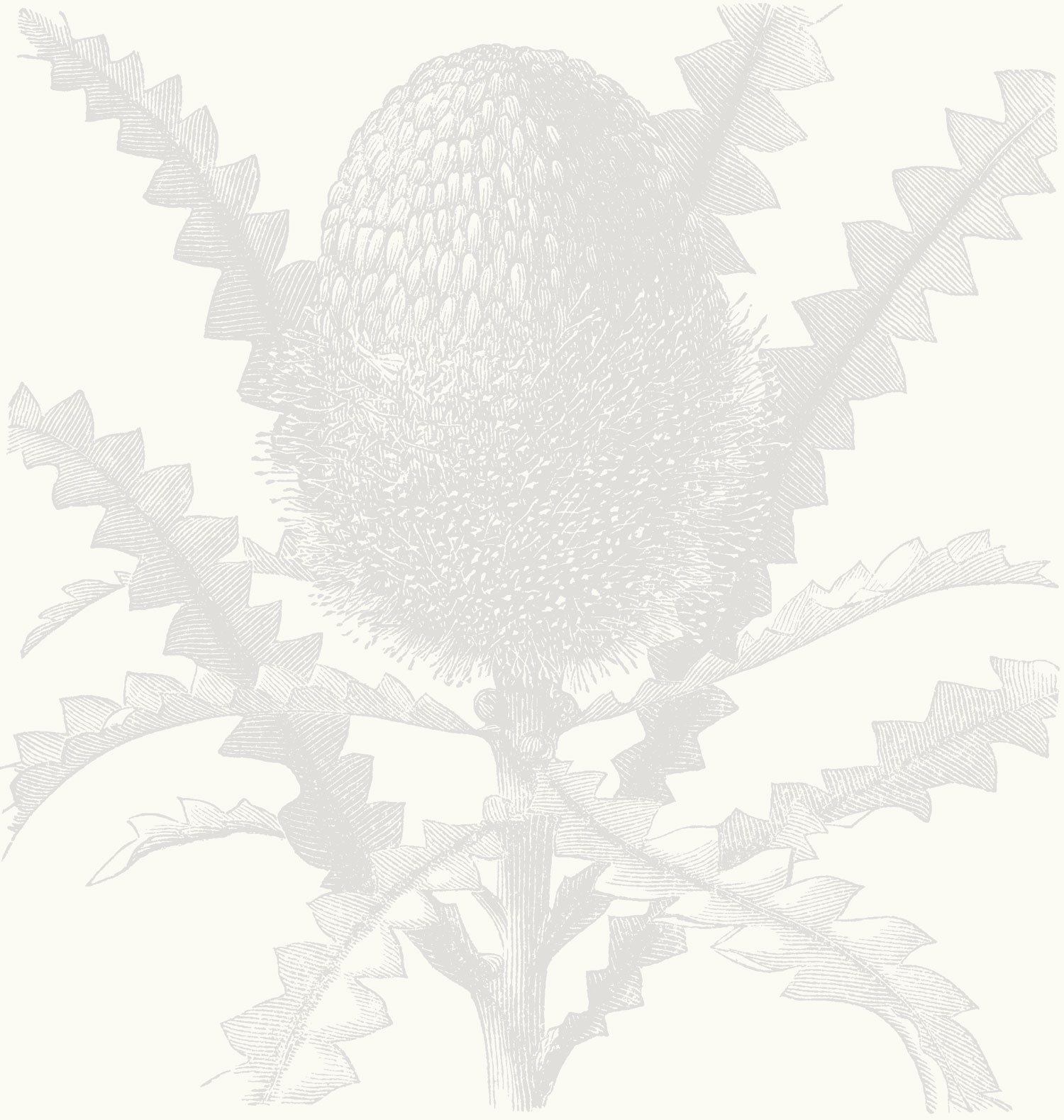 Etched Banksia - Light Grey Wallpaper | Grafico Melbourne