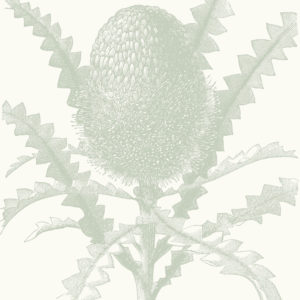 Etched Banksia - Sage Green Wallpaper | Grafico Melbourne