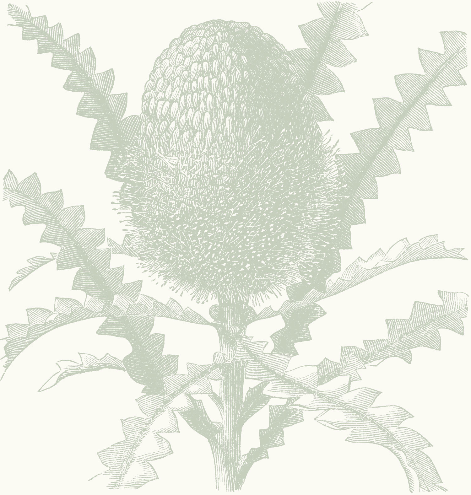 Etched Banksia - Sage Green Wallpaper | Grafico Melbourne