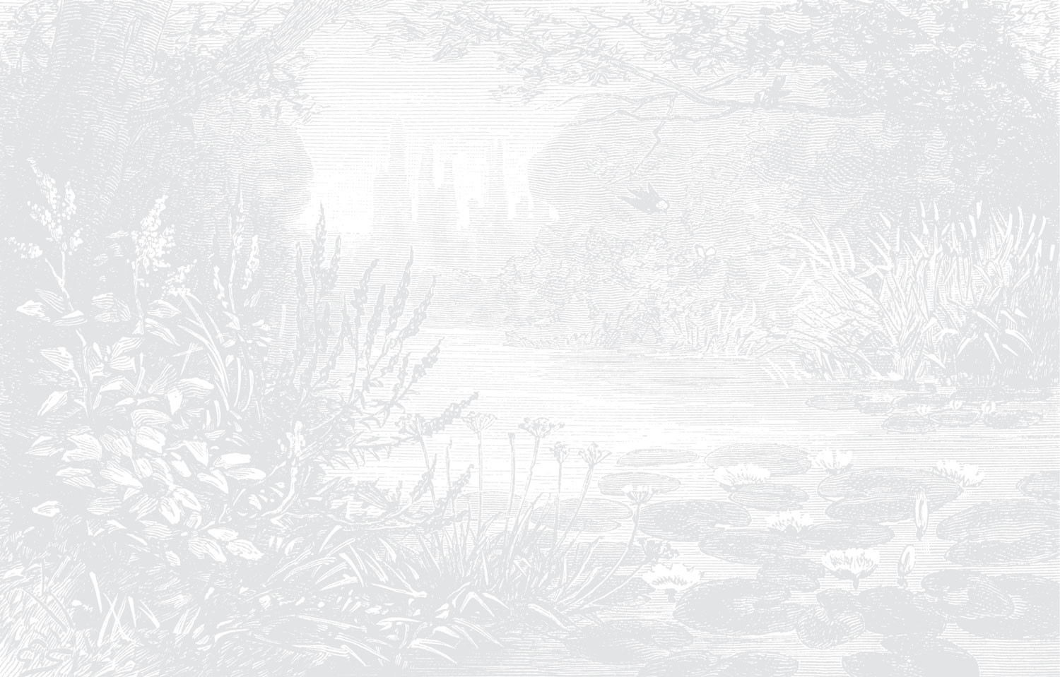 Lily Pond - Light Grey Wallpaper | Grafico Melbourne