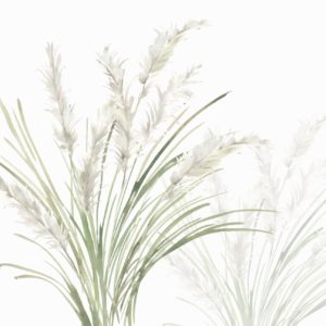 Watercolour Pampas Grass Wallpaper | Grafico Melbourne