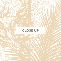Animal Jungle Fiesta - Gold Wallpaper - Grafico Melbourne