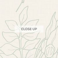 Australian Native Outline - Sage Green Wallpaper - Grafico Melbourne