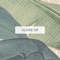 Botanical Jungle - Beige Wallpaper - Grafico Melbourne